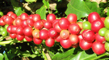 Behind the Beans: Fazenda Cruzeiro from Brazil