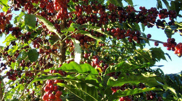 Behind the Beans: Fazenda Rodomundo from Brazil