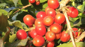 Behind the Beans: Finca El Carmen from El Salvador