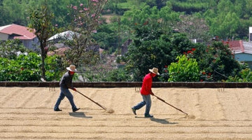 Behind the beans: Finca Tepanguare from Honduras