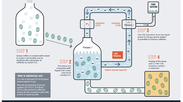 Behind the Beans: Cofffe Decaffeination Process