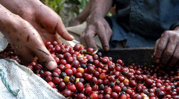 Behind the Beans: Finca Kotowa Mandarina from Panama