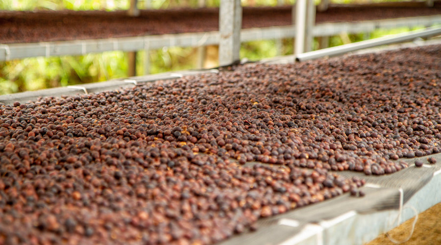Behind the Beans: Nicaragua Cafetos