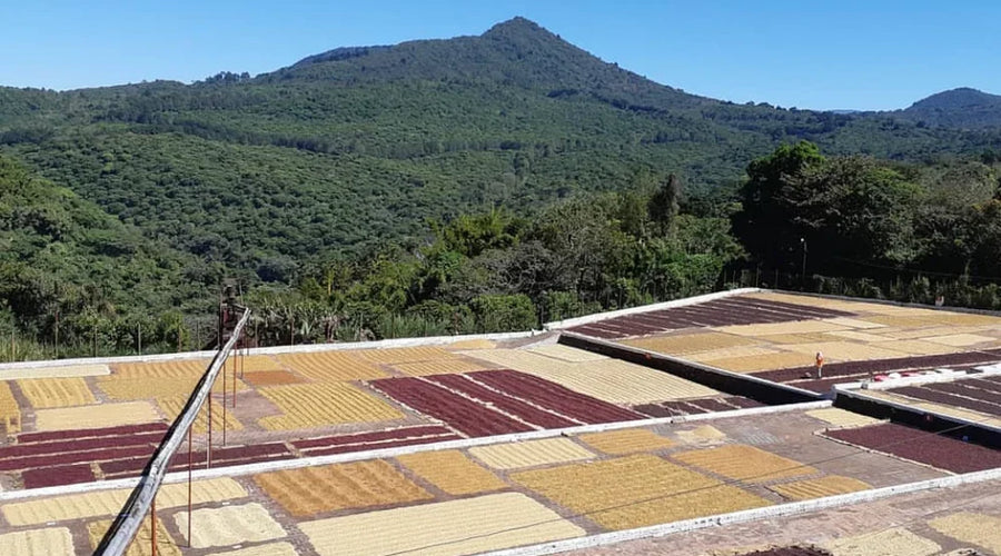 What Makes High-Altitude Coffee So Special? (And What to Look for in Any Truly Great Cup)