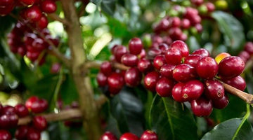 Behind the Beans: Costa Rica Aquiares Estate