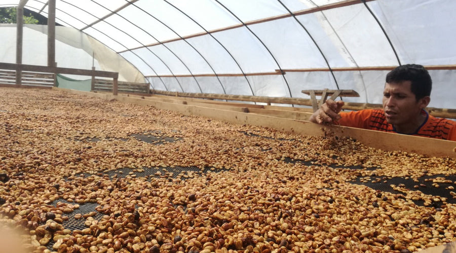 What is Honey Process Coffee?