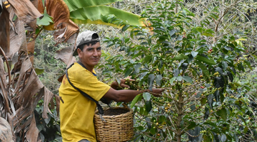 Behind the Beans: El Horcon Alto – La Coipa from Peru