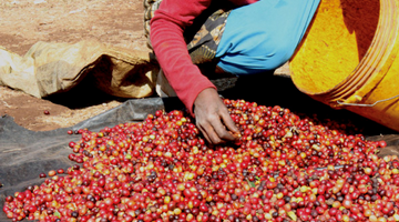 Behind the Beans: Mbeya-Iyenga AMCOS AA/BB